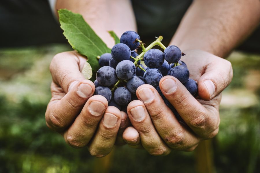 Vinoterapia. ¿Cómo cuidar la piel con la cabeza clara?